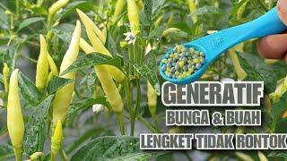 PUPUK CABE AGAR BUAH LEBAT | UMUR 1 - 2 BULAN DEWATA 76