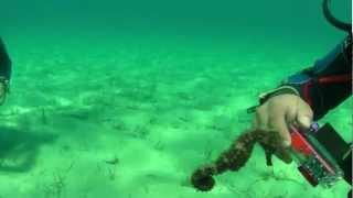 Scuba Diving in Greece Chalkidiki HD