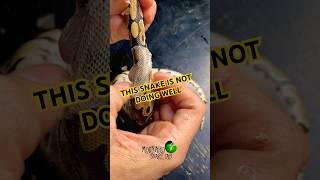This snake is not doing well. #molinarosnakelab #ballpython #badshed #snakecare #witchy #royalpython
