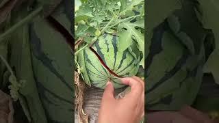 Tarbuj ki kheti /Watermelon fruit cutting #shots#video