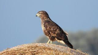 Greifvögel bei der Mäusejagd - Heuballen als Ansitz