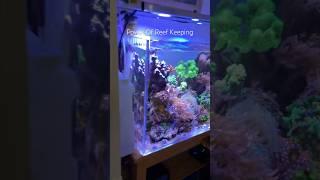 Reef Tank (EASY HOSE TIP) #marineaquarium #reeftank