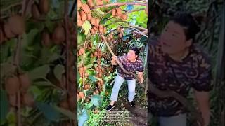 Kiwi harvest extravaganza: abundant fruit, hilarious harvesting