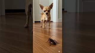 Chihuahua Meets a Giant Cockroach – Its Reaction Is Priceless! 