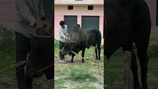 permanent V hafeez YouTube channel please subscribe friend