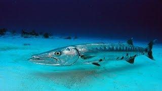 Barracuda (Sphyraena) Documentary - Shocking Fish Attack - Fishing Tv HD