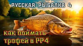 Русская рыбалка 4 ▪️  Как поймать трофей в РР4 