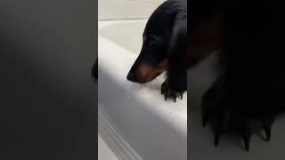 Lucky takes bath #cool #fun #interesting #froggamer #funny #meme #cute #animal #dog #shorts