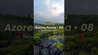 Azores fauna - 08 