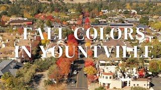 Colorful Fall Foliage in Yountville, Napa Valley