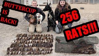 MASSIVE RAT INFESTATION vs Driven Dogs.