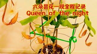 六朵昙花一现全程记录及延时摄影Record the whole process and time-lapse of six blossoms in queen of the night