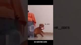 Dog Reaction So funny Trolls #trollmemes #funny #comedy #memes #trolling #trollface #funny#trend