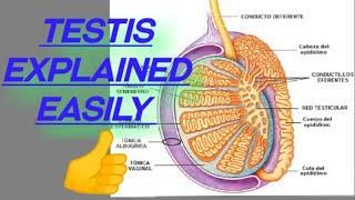 Testis explained easily...