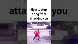 dog strategy