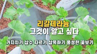 리갈제라늄 키우기 총정리 #리갈제라늄잘키우기 #꽃많이피게하는법 #왕초보탈출하기