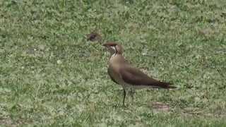 Oriental Pratincole (SHRIKANT MADHAV KELKAR)