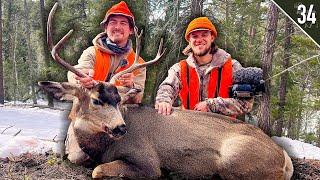 Mule Deer Buck at POINT BLANK!! (Public Land Timber Hunt)