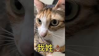 我姓史  請問您貴姓？ #joetsailife #foryou #funnyvideos #2023status #推 #上熱門 #流量 #創作靈感 #cute #貓