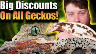 All Of My Geckos For Sale With A Secret Discount Code