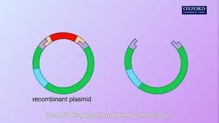 Animation E4, 1.1 Production of human insulin