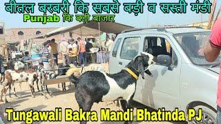 Tungwali Bakra Mandi Bhatinda Punjab Beetal Barbari ki sabse badi Bakra Mandi