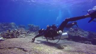 Finding Hammerhead Shark in Banda Neira