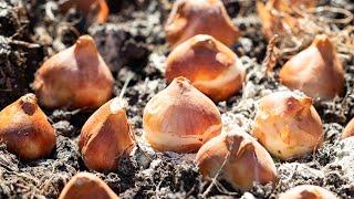 How to Plant Bulbs in the Fall (Tulips, Daffodils, Allium, Muscari!)