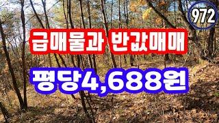 경북땅 급매물 평당4,688원 임야매매 개발가능,경사20-25도 산골 산촌 농촌 시골 촌땅 토지 힐링 숲속 싼땅 산속 급매 매매 산 촌 숲 골 땅 시골땅 산촌생활 산림경영관리사