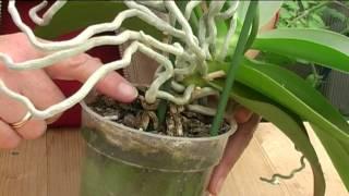 How to Grow Orchids