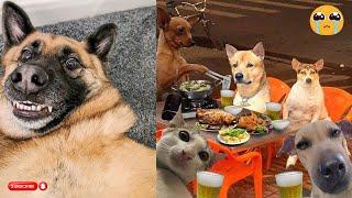 Best Funniest Animal Videos 2024Cute Dogs And Cats Videos Of The Worl Part 21