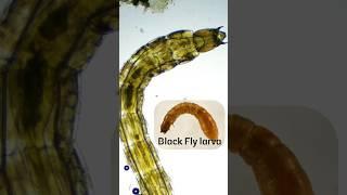 Tiny Monster Alert: Meet the Black Fly Baby!  #biology #microscope #insects