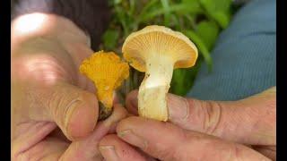 Identifying the Pale Chanterelle, Cantharellus ferruginascens