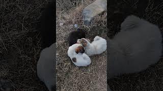 Beautiful Stray puppies sleeping in winters strong winds | Mountain Village | Nature Buddies #animal