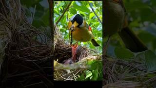 Baby birds eating worms. #birds #nest