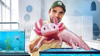 Mes axolotl deviennent énormes ! (et c'est pas fini)