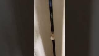 거실로 나가고 싶었던 이유 (냥오름) #shorts