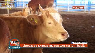 Etten Süte - Şarole ve Limuzin Damızlık Düve Yetiştiriciliği