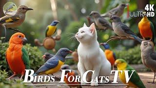 Cat TV for Cats  Squirrels & Cute Birds with Beautiful Forest Sounds4 Hours 4K HDR