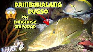 eps.144 DAMBUHALANG DUGSO OR LONGNOSE EMPEROR #fishing #nightspearfishing #gopro #fish