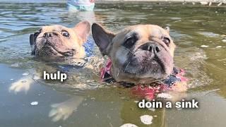 Do French Bulldogs SINK or SWIM? Mountain River Adventure  **Warning Contains TANTRUMS