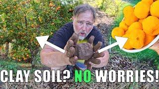 How I Grew 150+ Fruit Trees in CLAY Soil (Yes, It Works!)
