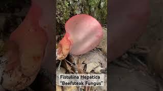 Fistulina Hepatica “Beefsteak Fungus”