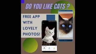 Free App with meow-nificent  Cats for HD WallPaper