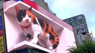 Billboard,Giant 3D Cat in Shinjuku,Tokyo(meu..Meu..)