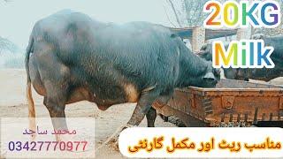 گلزار احمد تاندلیانوالہ1عدد بھینس فروخت27دسمبرPure Nili &Nili Ravi Buffalos for sale on 92 Animal tv