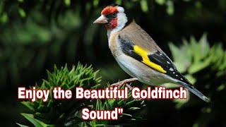 1H Amazing  female goldfinch singing 2025  | goldfinch singing 2025 | goldfinch songs | sounds