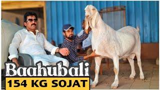 Baahubali - India's Heaviest Self Feeding Sojat Goat at Shawaya Goat Farm Mumbai