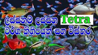 tetra fish types in sinhala. Tetra fish sinhala