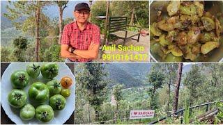 Patel Nature Trail, Ramgarh: Self grown vegetables | Green tomato recipe कच्चे टमाटर की सब्जी